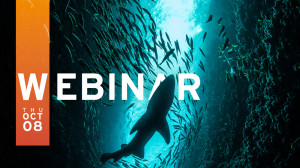 How to Hunt Threats Effectively With Network Detection & Response Solutions
